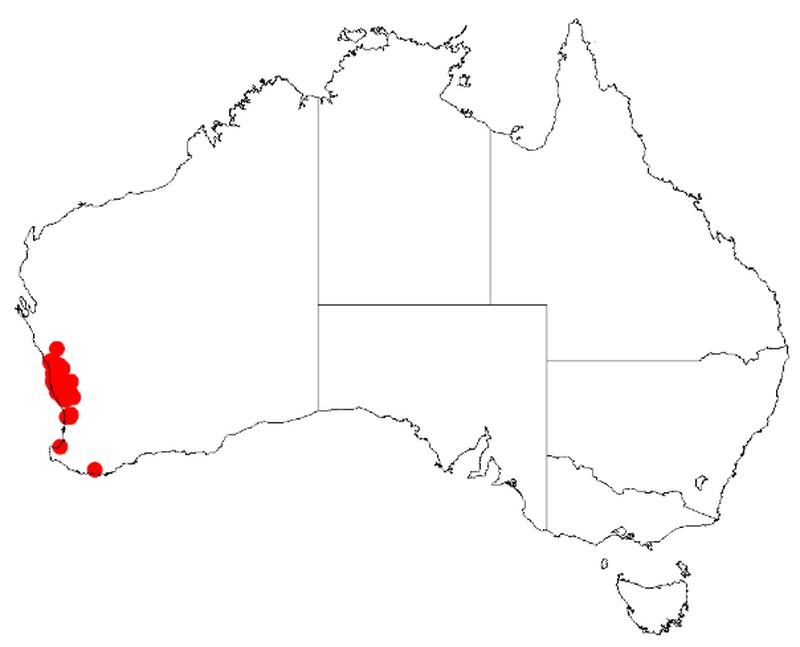 Acacia auronitens