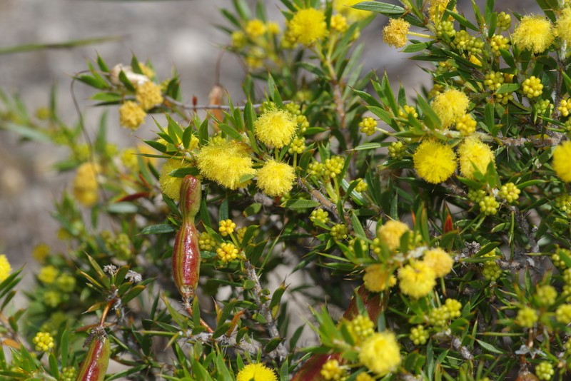 Acacia auronitens photo 2