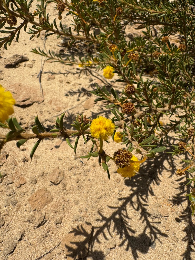 Acacia auronitens photo 3