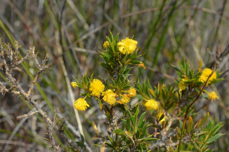 Acacia auronitens photo 5