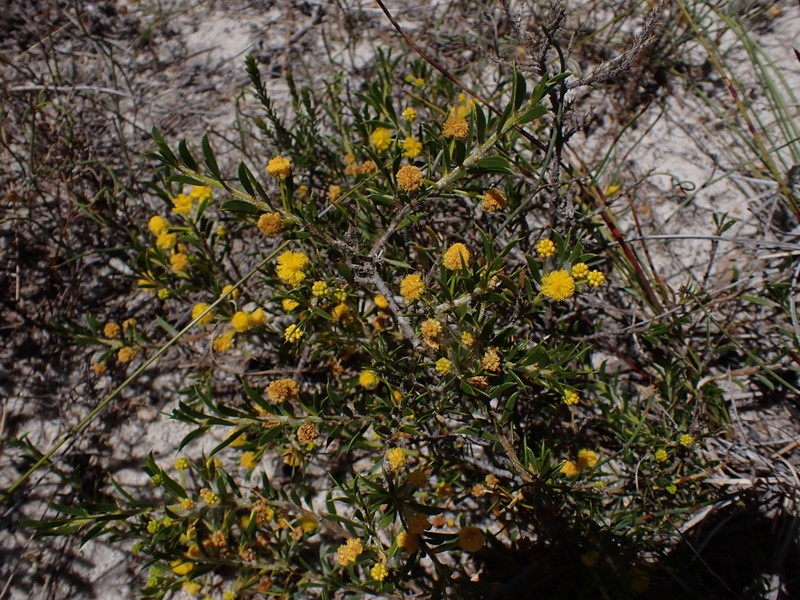 Acacia auronitens photo 6