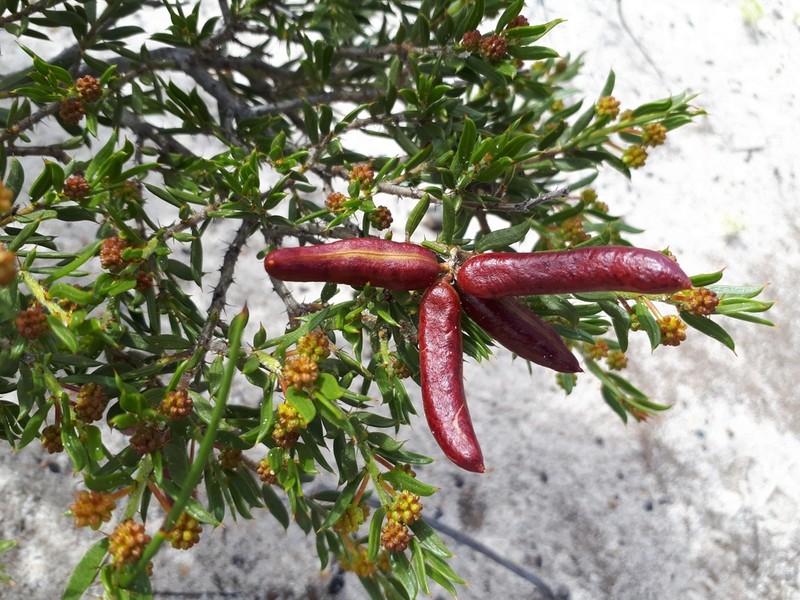 Acacia auronitens photo 7