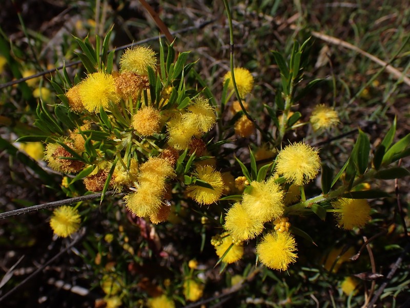 Acacia auronitens photo 8