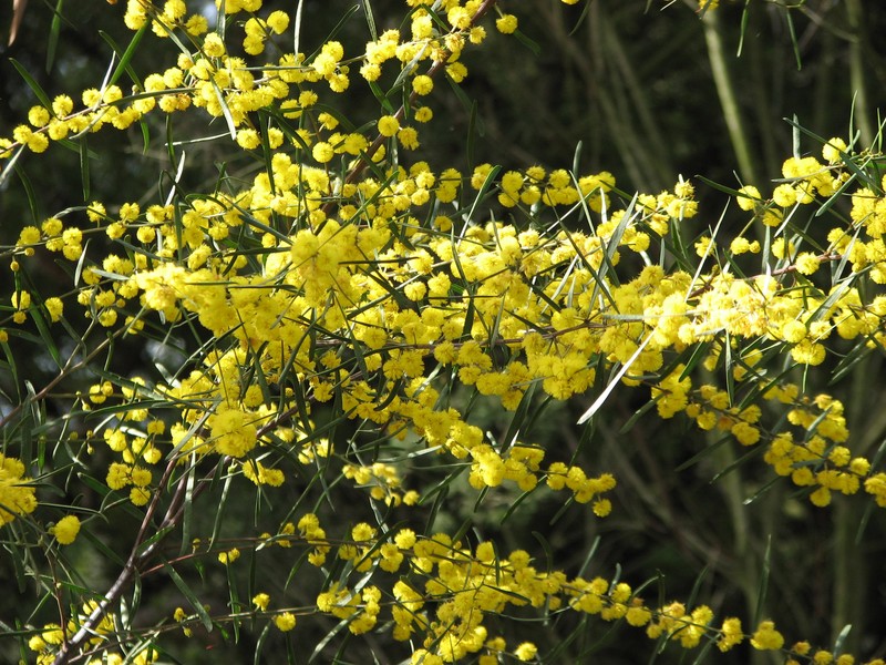 Acacia ausfeldii