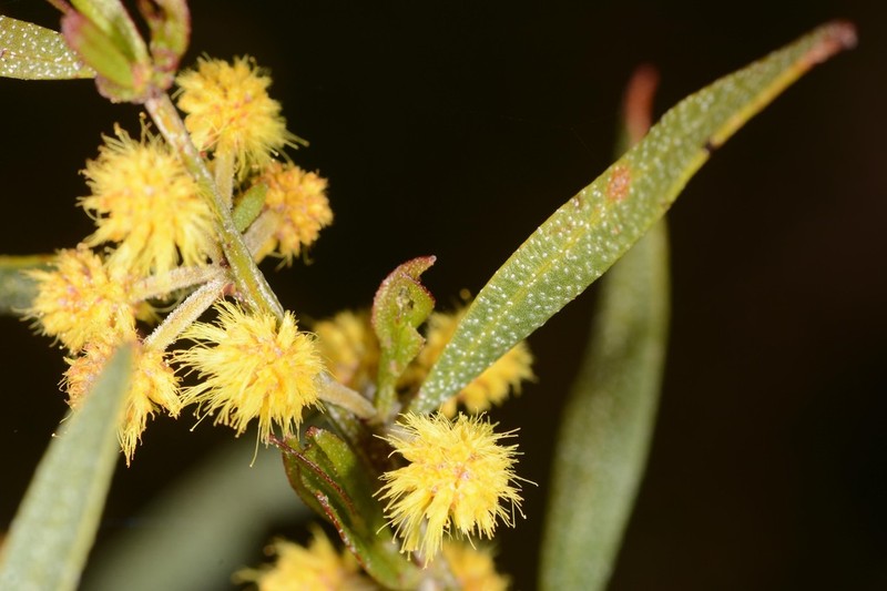Acacia ausfeldii photo 2