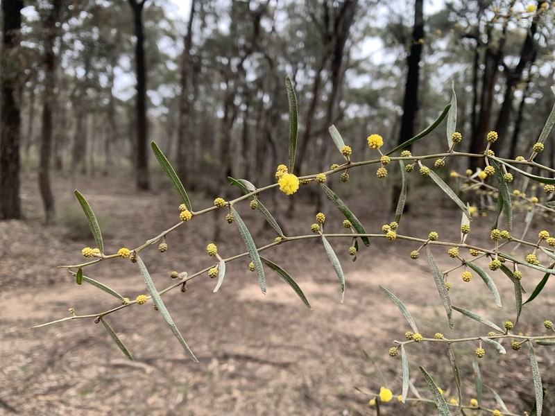 Acacia ausfeldii photo 3