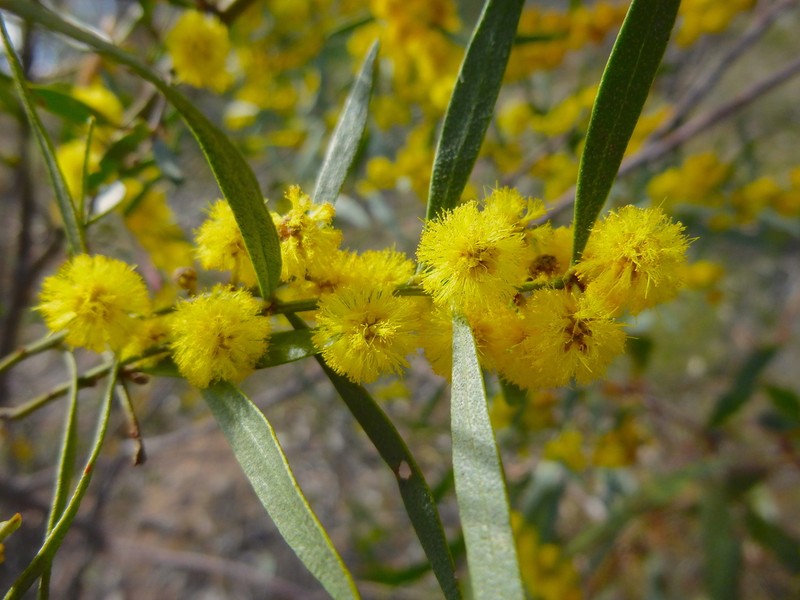 Acacia ausfeldii photo 4