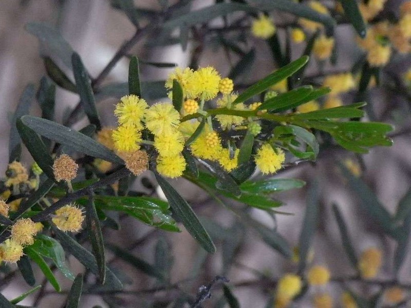 Acacia ausfeldii photo 5