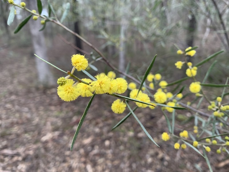 Acacia ausfeldii photo 6