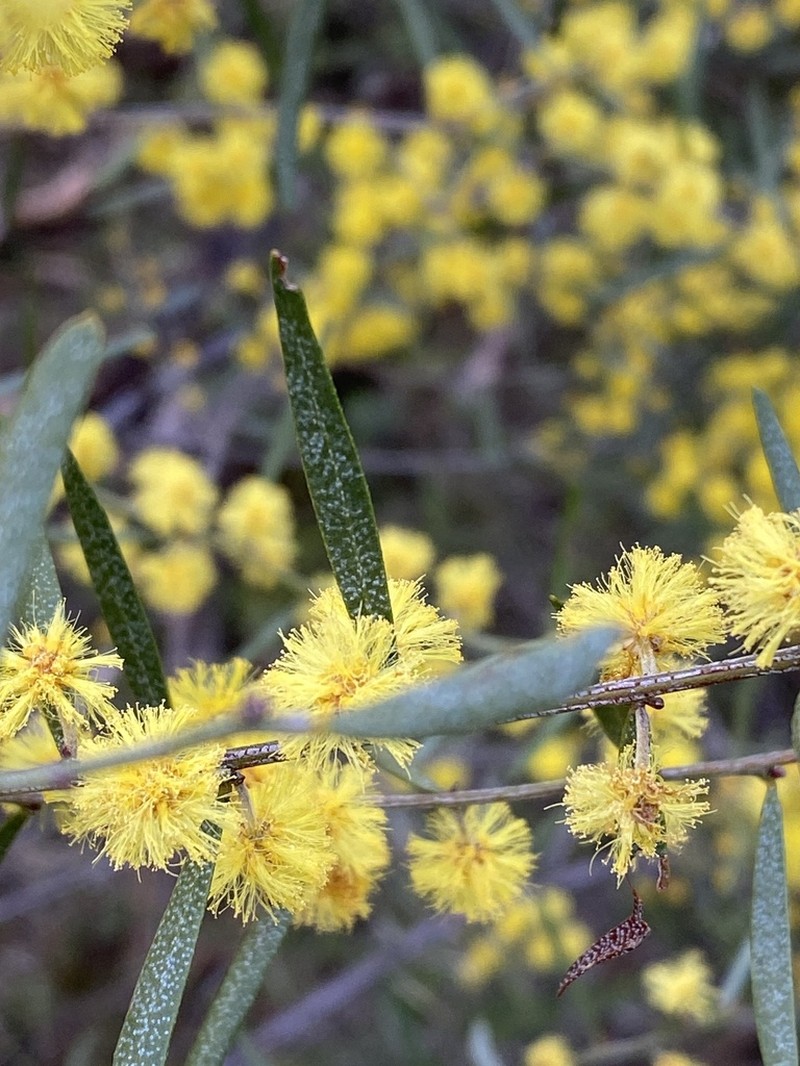 Acacia ausfeldii photo 7