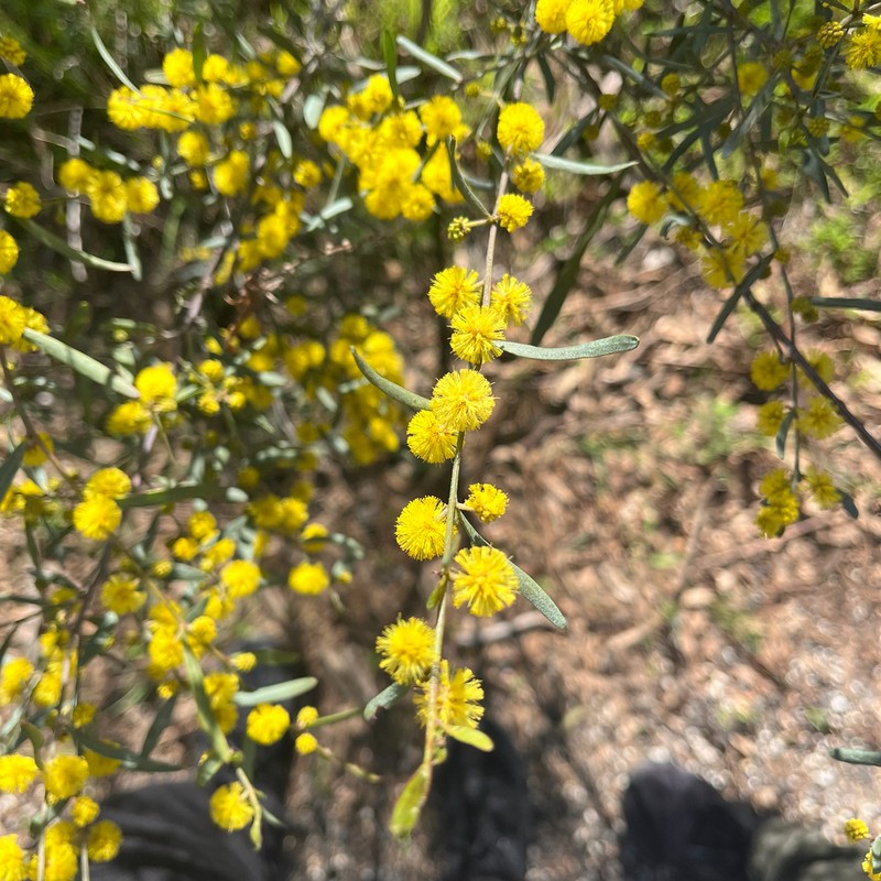 Acacia ausfeldii photo 8