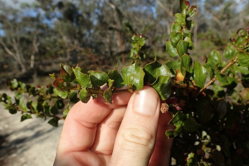 Acacia awestoniana photo 2