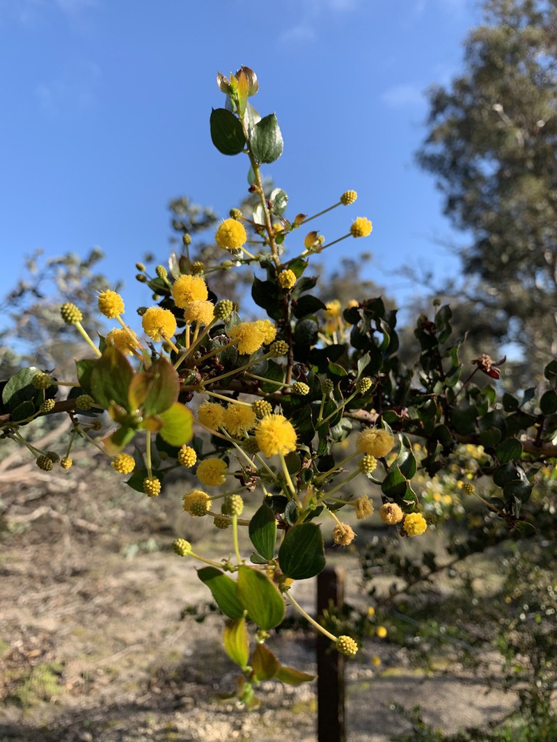 Acacia awestoniana photo 3