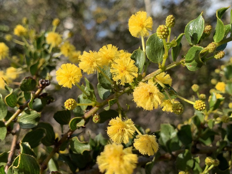 Acacia awestoniana photo 5