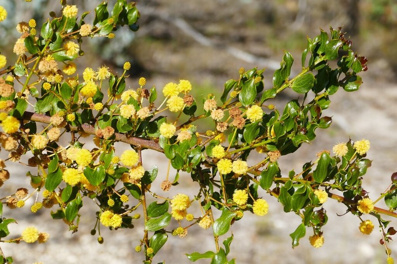 Acacia awestoniana photo 6