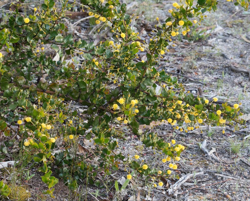 Acacia awestoniana photo 7
