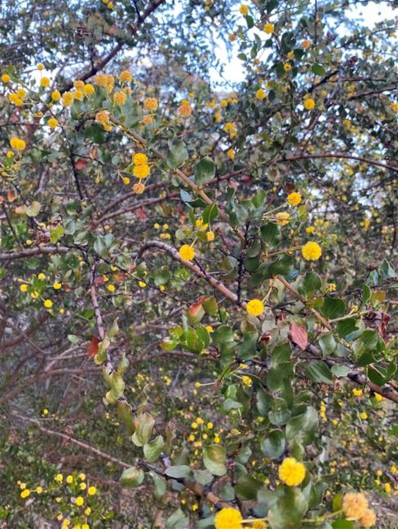 Acacia awestoniana photo 8