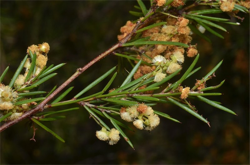 Acacia axillaris