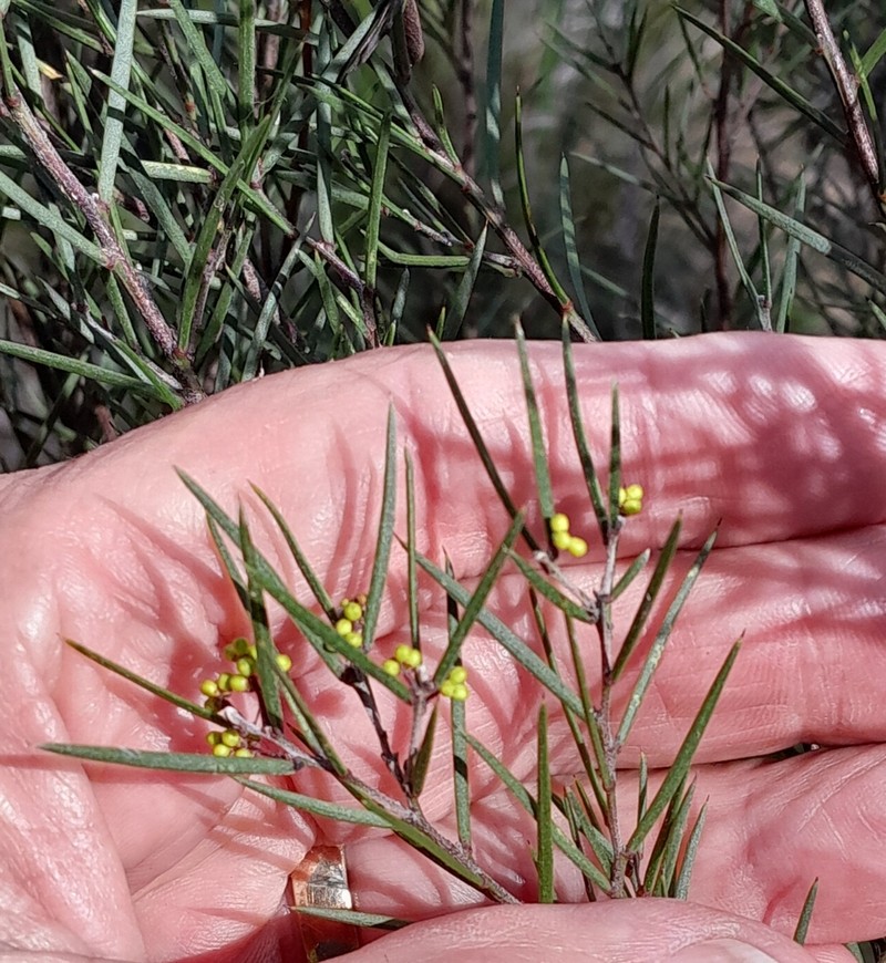 Acacia axillaris photo 2