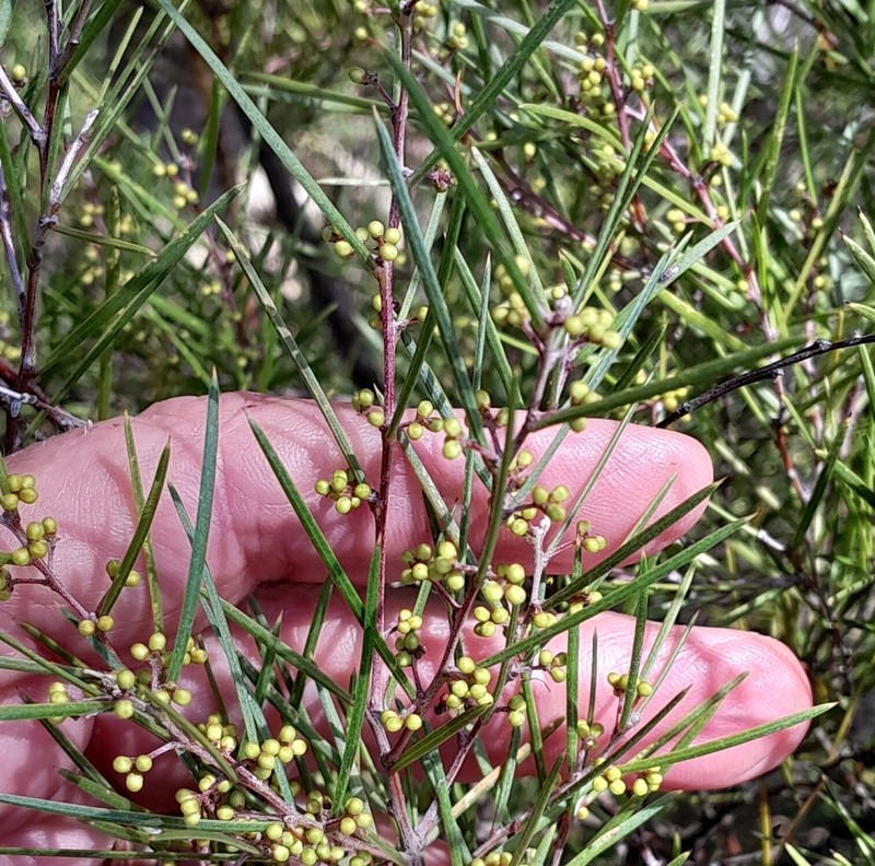 Acacia axillaris photo 3