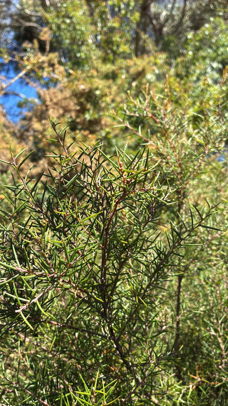 Acacia axillaris photo 4