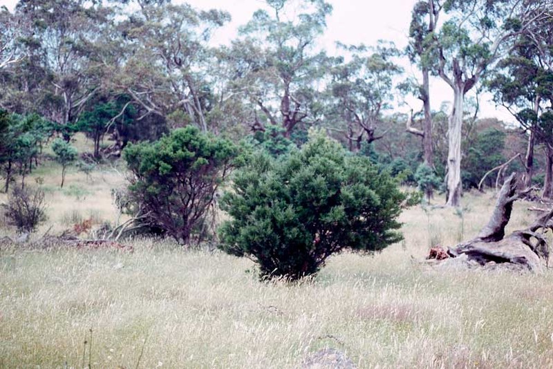 Acacia axillaris photo 7