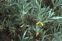 Acacia ayersiana