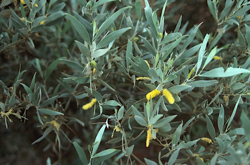 Acacia ayersiana