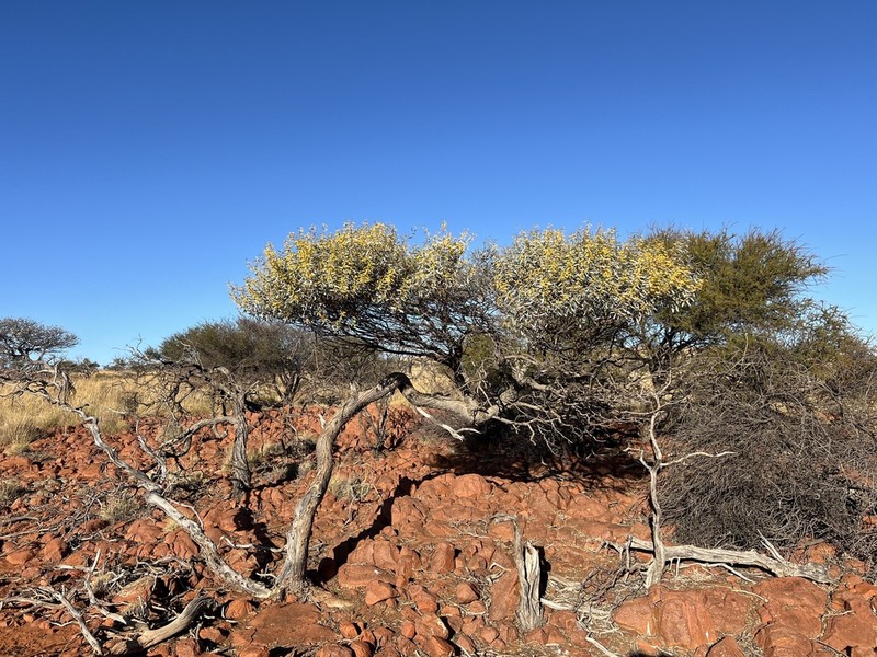 Acacia ayersiana photo 2