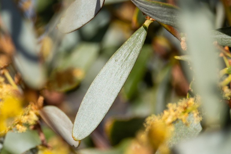Acacia ayersiana photo 3