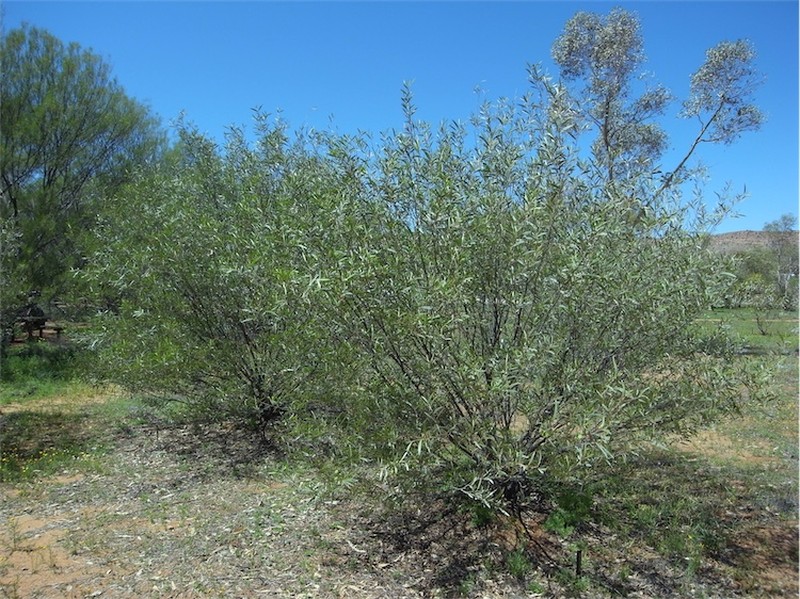Acacia ayersiana photo 4