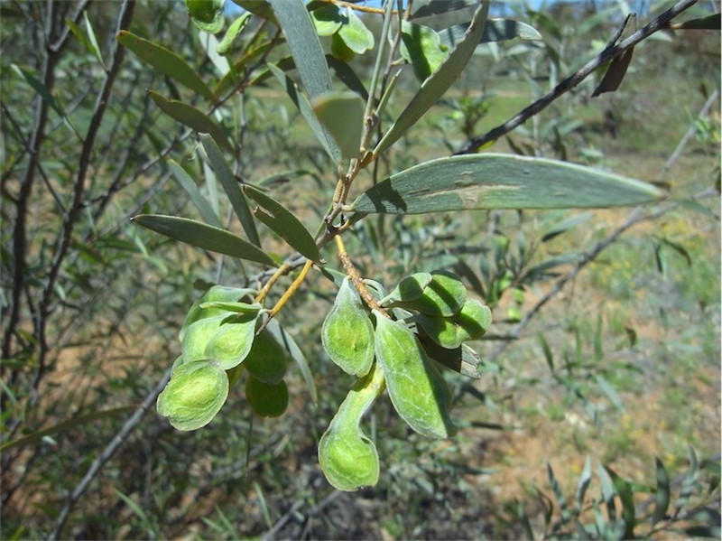 Acacia ayersiana photo 5