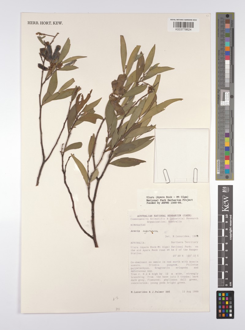 Acacia ayersiana photo 6