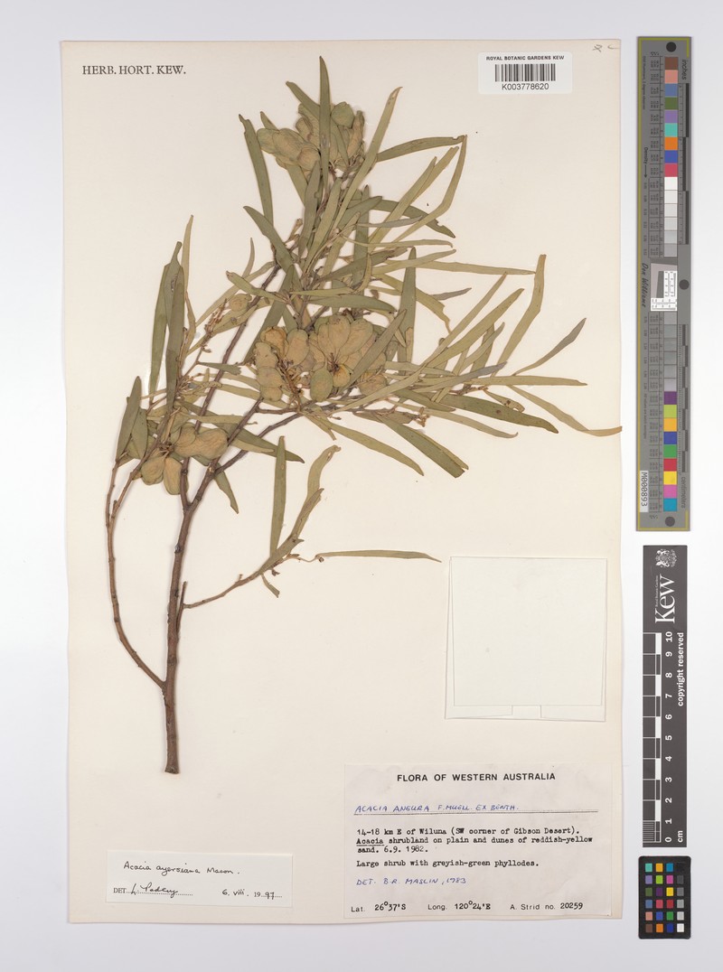 Acacia ayersiana photo 7