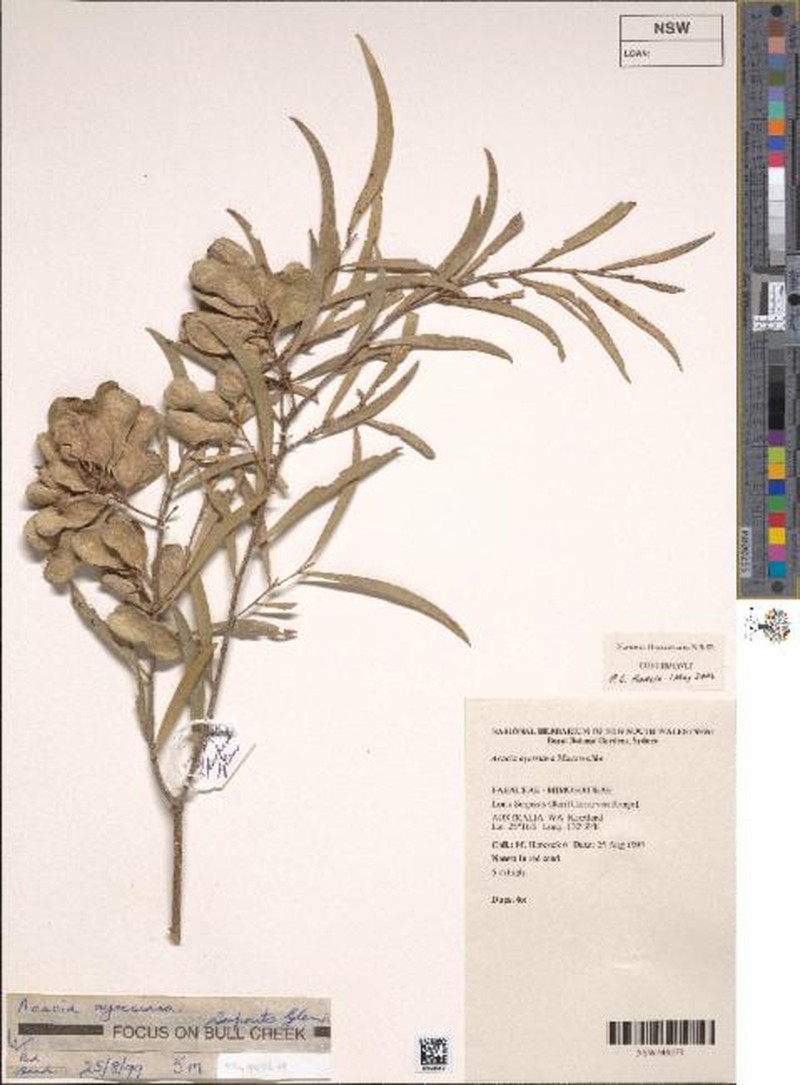 Acacia ayersiana photo 8