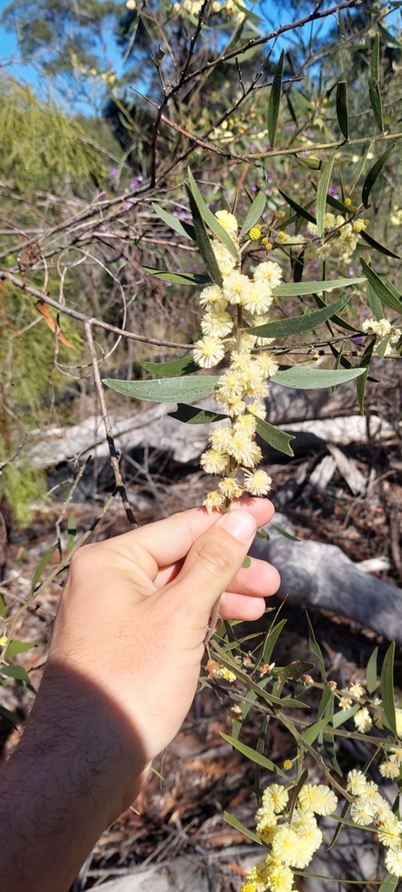 Acacia baeuerlenii photo 2