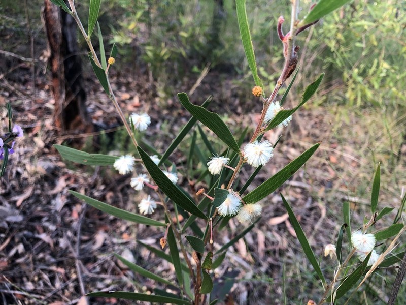 Acacia baeuerlenii photo 3