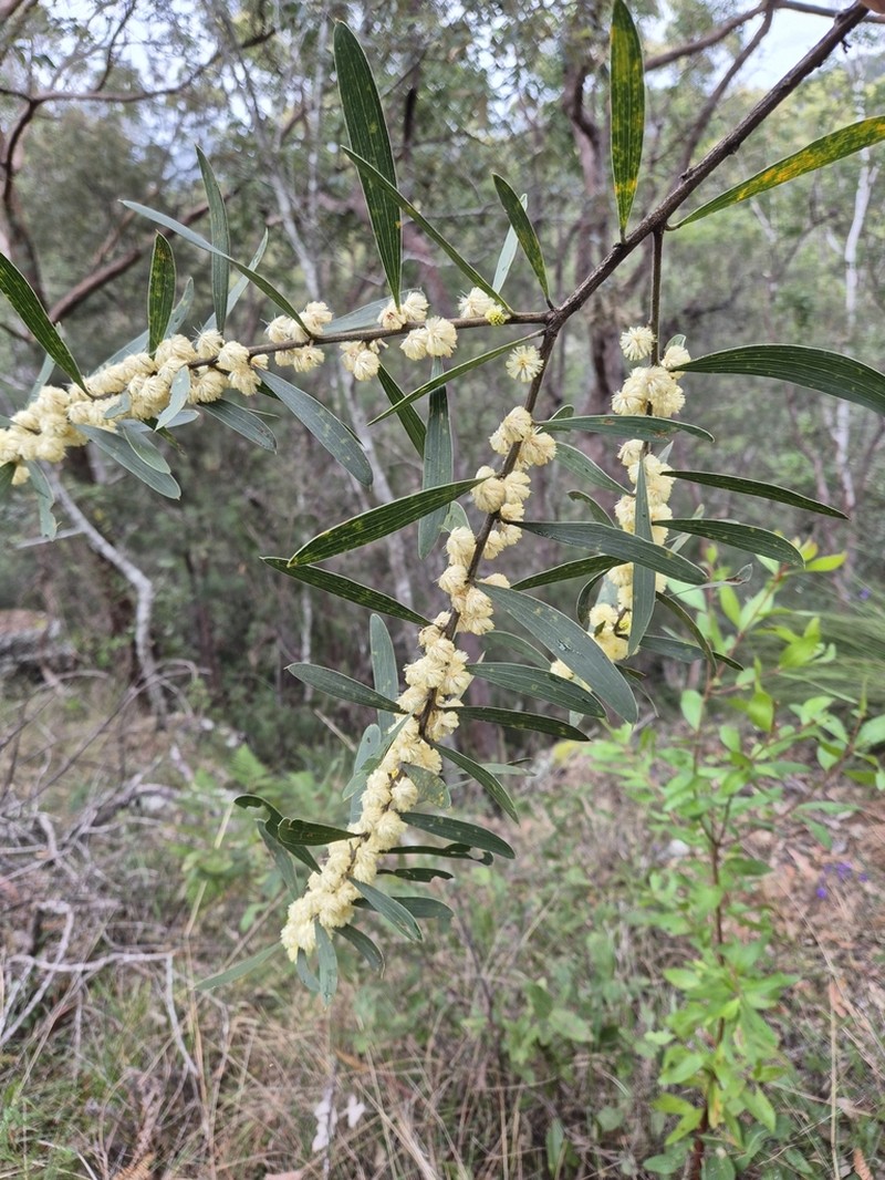 Acacia baeuerlenii photo 4