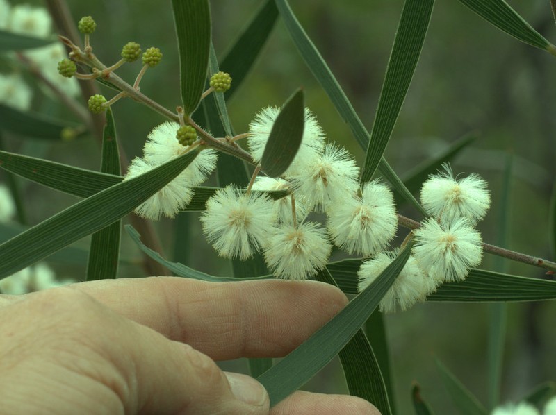 Acacia baeuerlenii photo 5