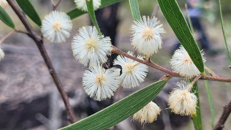 Acacia baeuerlenii photo 6