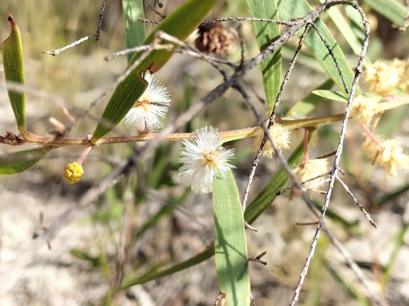 Acacia baeuerlenii photo 7