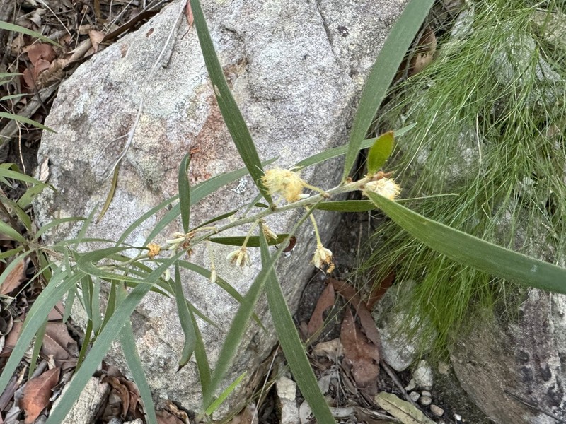 Acacia baeuerlenii photo 8