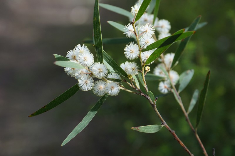Acacia baeuerlenii