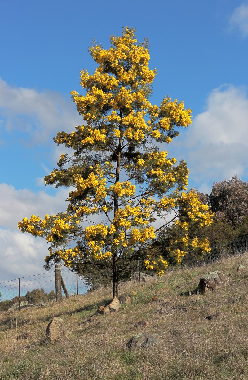 Cootamundra Wattle photo 6