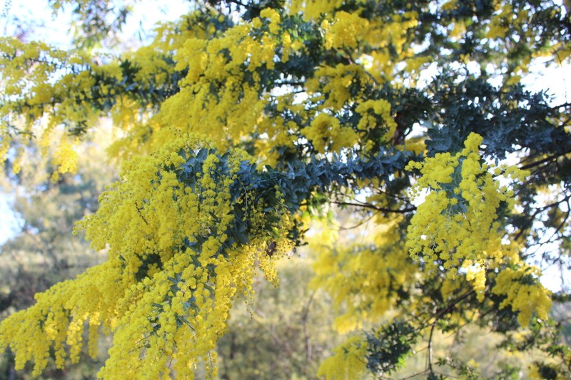 Cootamundra Wattle photo 7