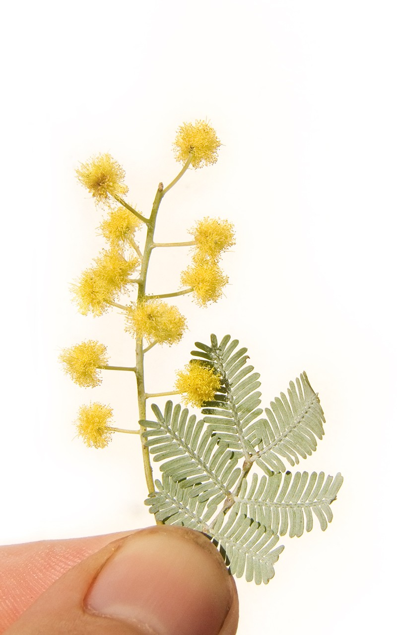 Cootamundra Wattle photo 2