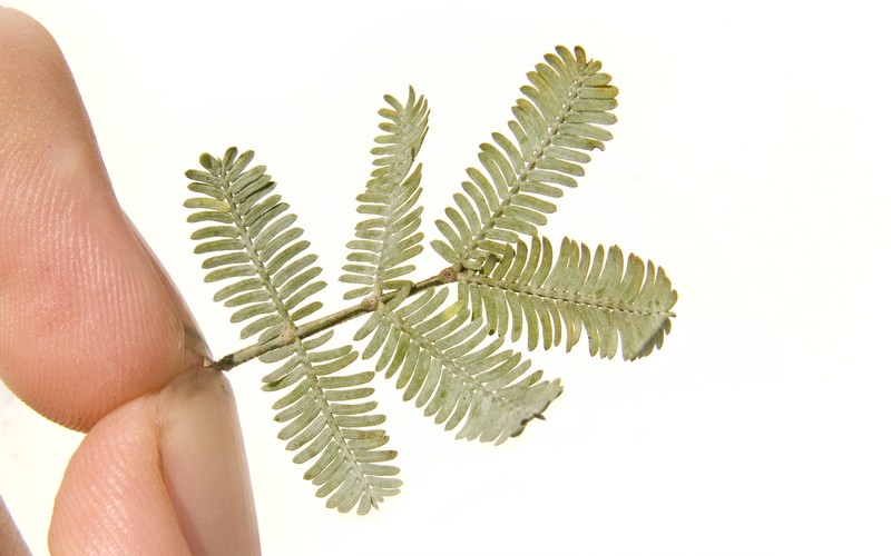 Cootamundra Wattle photo 4