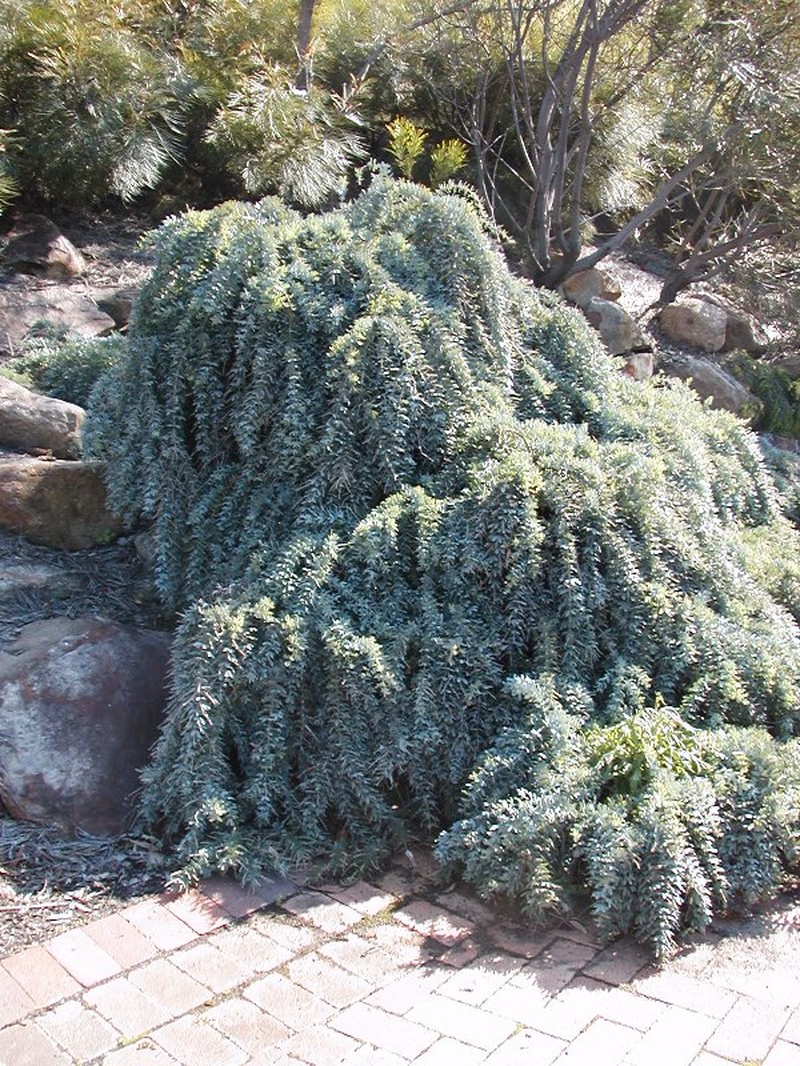 Cootamundra Wattle photo 6