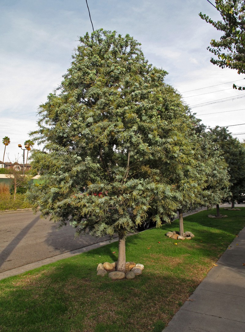Cootamundra Wattle photo 7