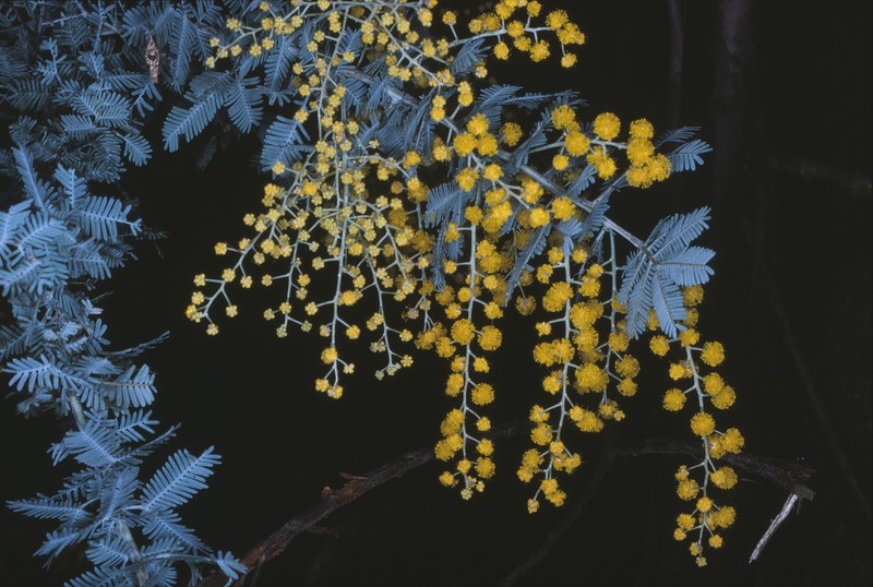 Cootamundra Wattle photo 8
